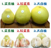 柚子種類